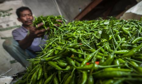 Petani menyortir cabai rawit hasil panen sebelum dikirim ke pasar tradisional di Desa Mekarjaya, Lebak, Banten, Kamis (30/6/2022). Menurut petani setempat harga cabai rawit di daerah tersebut masih tinggi dengan harga cabai di tingkat petani mencapai Rp90 ribu per kilogram.