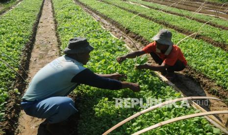 Petani merawat bibit tembakau (ilustrasi).  Hasil kajian Muhammadiyah Tobacco Control Center (MTCC) Universitas Muhammadiyah Magelang (UNIMMA) saat ini petani penghasil tembakau di Indonesia saat ini sejumlah 526.389 keluarga atau setara 2,6 juta orang. 