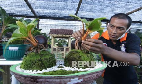 Akhlak terhadap Tanaman dalam Islam. Foto ilustrasi: Petani merawat bonsai kelapa (bonkla) yang dipamerkan pada acara Expo Seribu Bunga di Agro Wisata Tamansuruh, Banyuwangi, Jawa Timur, Rabu (23/9/2020). Perkumpulan Pecinta Petani Hortikultura (Petara), menggelar pameran untuk mewadahi pecinta dan petani hortikultura guna meningkatkan nilai ekonomi seiring meningkatnya peminat tanaman hias di masa pandemi COVID-19, .