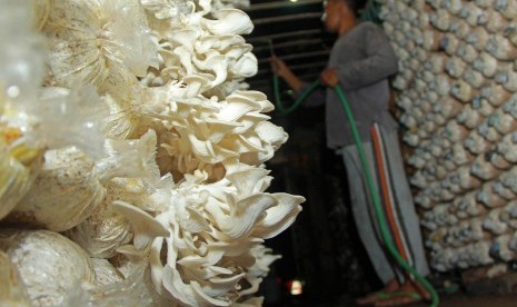 Petani merawat jamur tiram (Pleurotus ostreatus) di Banyuwangi, Jawa Timur, Kamis (25/2). 