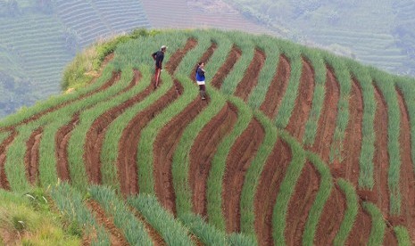 Petani merawat tanaman bawang di kawasan lereng Ciremai, Argapura, Majalengka, Jawa Barat, Selasa (29/12).