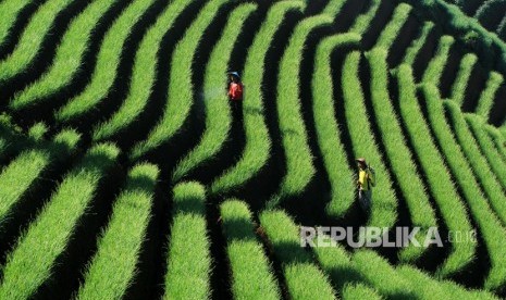  Onion plantation in Argapura, Majalengka, West Java.