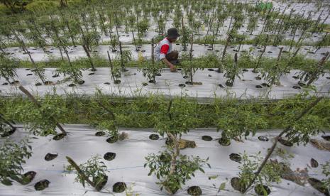 Petani merawat tanaman cabai miliknya di lahan pertanian konvensional (ilustrasi). Kementerian Pertanian (Kementan) pada 2023 akan menyalurkan bantuan pengembangan tanaman cabai untuk petani di Kabupaten Rejang Lebong, Provinsi Bengkulu, dengan menyasar lahan seluas 20 hektare.