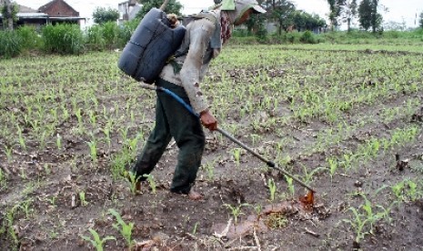 Petani merawat tanaman jagung.