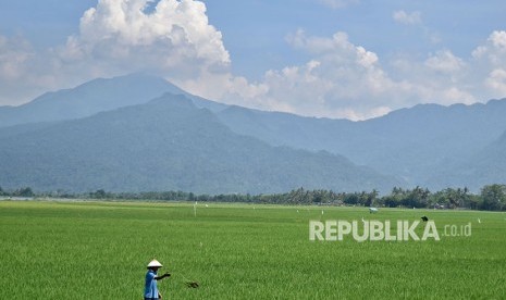 Petani merawat tanaman padinya di persawahan di Ambarawa, Kabupaten Semarang, Jawa Tengah, Senin (16/4).