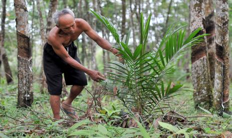 Petani merawat tanaman sawit yang disiapkan menggantikan tanaman karet di lahan perkebunan karet rakyat Tempino, Kecamatan Mestong, Kabupaten Muarojambi, Provinsi Jambi.