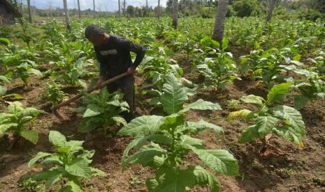 Petani merawat tanaman tembakau di desa Lam Aling, Kecamatan Kuta Cot Gle, Kabupaten Aceh Besar, Aceh. Asosiasi Pengusaha Ritel Indonesia (Aprindo) meminta pemerintah melindungi industri hasil tembakau dari regulasi yang eksesif dan menekan. Sebab produk tembakau menyumbang penjualan signifikan terhadap sektor ritel.