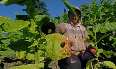 Petani merawat tanaman tembakau di perladangan kawasan lereng gunung Sindoro Desa Kwadungan, Kledung, Temanggung, Jateng.Seluruh mata rantai elemen ekosistem pertembakauan mengecam kembali munculnya desakan dari pihak-pihak yang ingin merevisi Peraturan Pemerintah Republik Indonesia No 109 tahun 2012 (PP 109/2012) tentang Pengamanan Bahan Yang Mengandung Zat Adiktif Berupa Produk Tembakau Bagi Kesehatan. Desakan yang dialamatkan kepada pemerintah segera merevisi regulasi tersebut berarti secara sepihak berniat untuk membumihanguskan ekosistem pertembakauan. 