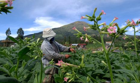 Petani merawat tanaman tembakau jenis Mantili di lereng gunung Sindoro Desa Canggal, Candiroto, Temanggung, Jawa Tengah, Jumat (19/6/2020). \ Sebagian besar petani di kawasan lereng gunung Sindoro, gunung Sumbing dan gunung Prau saat ini menanam tembakau yang puncak panen rayanya akan berlangsung pada bulan Agustus mendatang.