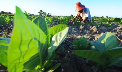 Sekitar 10 hektare lahan tembakau di tiga kecamatan, yakni Pademawu, Larangan, dan sebagian Galis, Kabupaten Pamekasan, Jawa Timur tergenang banjir akibat hujan deras mengguyur wilayah tersebut dalam dua hari terakhir. Banyak tanaman tembakau mati sehingga petani terpaksa menanam ulang dengan bibit tembakau baru. (Foto ilustrasi tanaman tembakau di Pamekasan)