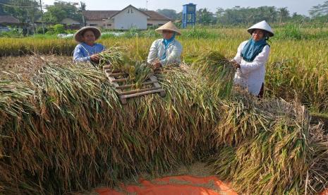 Petani merontokan padi (ilustrasi). Perum Bulog Divisi Regional Lampung telah menyerap beras petani hingga 18 ribu ton pada semester I 2022.