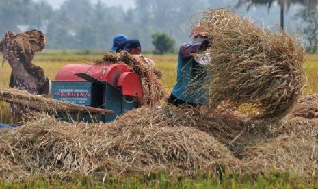 Petani merontokkan bulir padi saat panen.