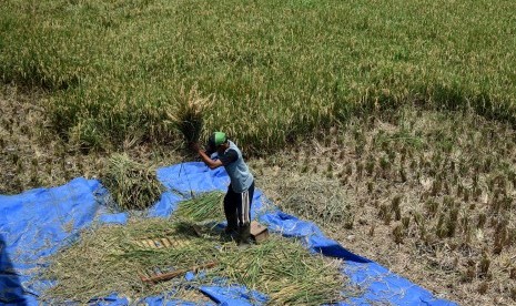 Petani merontokkan bulir padi secara manual.