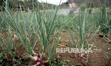 Petani bawang merah, (ilustrasi). Kementerian Pertanian (Kementan) melalui Badan Penyuluhan dan Pemberdayaan Sumber Daya Manusia Pertanian (BPPSDMP) menyatakan penggunaan True Shallot Seed (TSS) mampu meningkatkan produksi dan mutu benih bawang merah. 