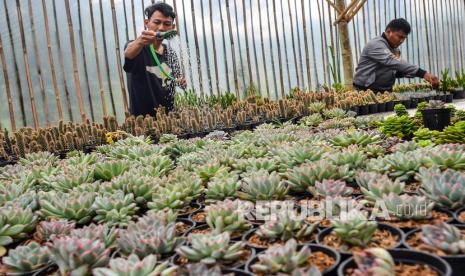 Petani milenial merawat tanaman hias, (ilustrasi). Pemerintah Provinsi Jawa Barat (Pemprov Jabar) memfasilitasi pelunasan kredit Petani Milenial kepada bank bjb, pada Senin (6/2/2023). 