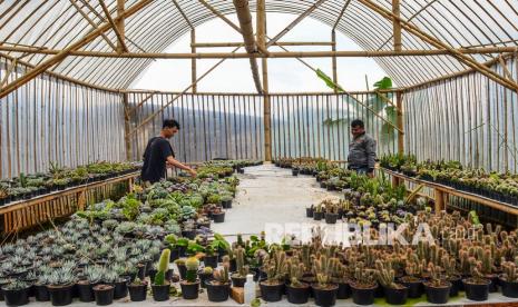 Petani milenial merawat tanaman hias di Green House Berkah Mulya Flowers, Panjalu, Kabupaten Ciamis, Jawa Barat, Kamis (27/1/2022). Polisi telah menangkap dua pencuri yang menggasak green house di Cidahu, Sukabumi, Jawa Barat.