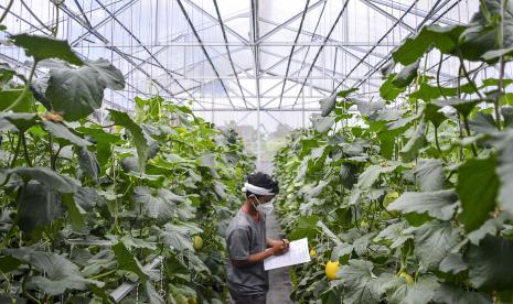 Petani Milenial Tasikmalaya (Pelita) Dadan Ridwan memanfaatkan teknologi modern dengan mengubah lahan tidak produktif menjadi kawasan budidaya melon golden alisha, kirani, dan dalmatian dengan sistem green house