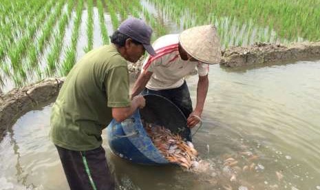 Petani minapadi menerbarkan bibit ikan (ilustrasi).