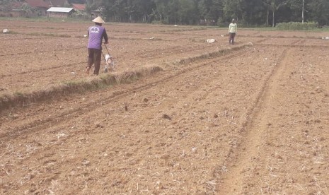 Petani padi di Lampung dilanda kekeringan.