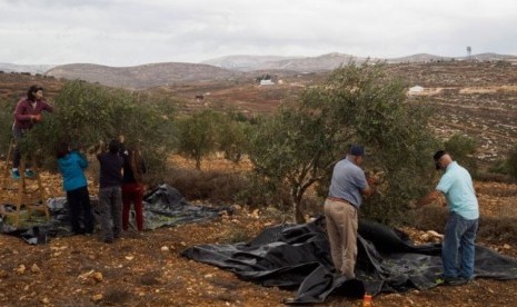 Petani Palestina memanen buah zaitun di ladang mereka.