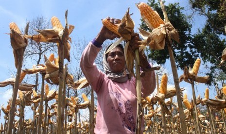 Petani memanen jagung