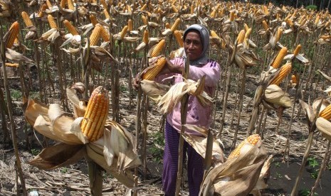 Petani penggarap memanen jagung dengan produksi sekitar 8 ton per hektare.