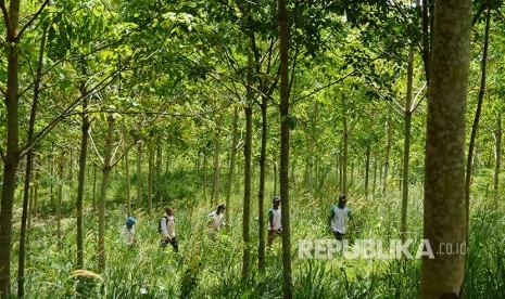 Petani peserta program Hutan Kemasyarakatan melintasi pohon karet yang ditanam Lahan Gunung Langkaras, Tebing Siring, Kabupaten Tanah Laut.