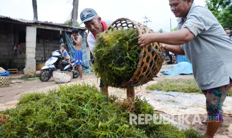 ilustrasi. Petani rumpul laut di Lembongan, Bali. (Republika/Edi Yusuf).