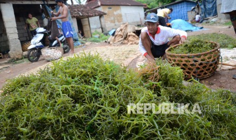 Petani rumpul laut di Lembongan, Bali. (Republika/Edi Yusuf).