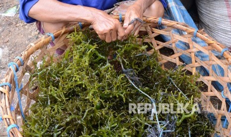 Petani rumpul laut di Lembongan, Bali. (Republika/Edi Yusuf).