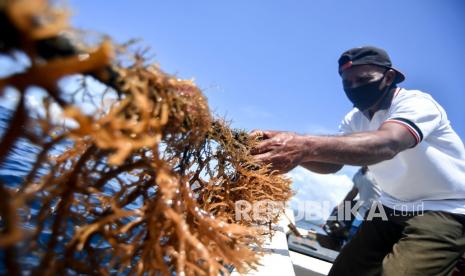 Petani rumput laut (ilustrasi). KKP mendukung Nusa Penida, Kabupaten Klungkung, Bali mengembangkan budidaya rumput laut.