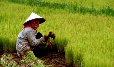 Petani saat bekerja di sawah (ilustrasi).