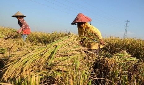 Petani saat memanen padi (ilustrasi).