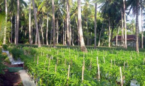 Petani Sangihe berinisiatif membudidayakan 2.000 tanaman cabai di bawah pohon kelapa membuatnya meraup panen 1,2 ton dalam satu musim tanam dengan omzet Rp 72 juta   Studi Sebut Berlari Bisa Tingkatkan Kesehatan Jantung  JAKARTA -- Mungkin terdengar luar biasa, namun penelitian baru-baru ini mengungkap bahwa berlari maraton bisa meningkatkan kesehatan kardiovaskular (yang berhubungan dengan jantung dan pembuluh darah). Menurut penelitian tersebut, pelari maraton yang pertama kali dilakukannya disebut secara signinfikan meningkatkan kesehatan kardiovaskular mereka selama pelatihan untuk lomba sejauh 26,2 mil.  