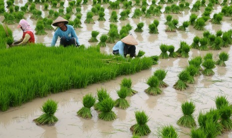 Petani sedang bekerja di sawah.