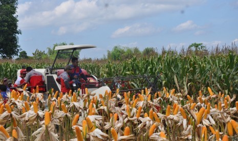 Petani sedang memanen jagung.