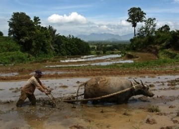 Petani sedang membajak sawahnya.