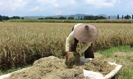 Petani sedang memilah-milah gabah.