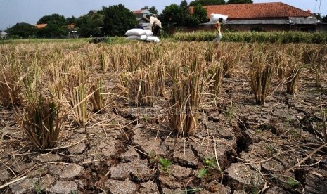  Petani sedang mengumpulkan padi yang mengalami kekeringan di Kampung Setu, Bekasi Barat, Kamis (30/7).  (Republika/Tahta Aidilla)