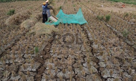  Petani sedang mengumpulkan padi yang mengalami kekeringan di Kampung Setu, Bekasi Barat, Kamis (30/7).  (Republika/Tahta Aidilla)