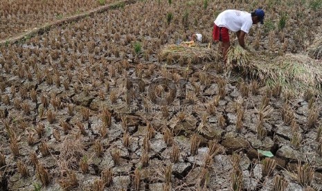  Petani sedang mengumpulkan padi yang mengalami kekeringan di Kampung Setu, Bekasi Barat, Kamis (30/7).  (Republika/Tahta Aidilla)