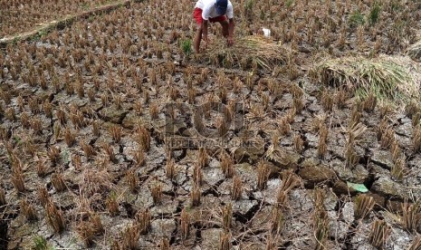  Petani sedang mengumpulkan padi yang mengalami kekeringan di Kampung Setu, Bekasi Barat, Kamis (30/7).  (Republika/Tahta Aidilla)(Republika/Tahta Aidilla)