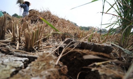  Petani sedang mengumpulkan padi yang mengalami kekeringan di Kampung Setu, Bekasi Barat, Kamis (30/7).  (Republika/Tahta Aidilla)