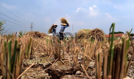  Petani sedang mengumpulkan padi yang mengalami kekeringan di Kampung Setu, Bekasi Barat, Kamis (30/7).  (Republika/Tahta Aidilla)