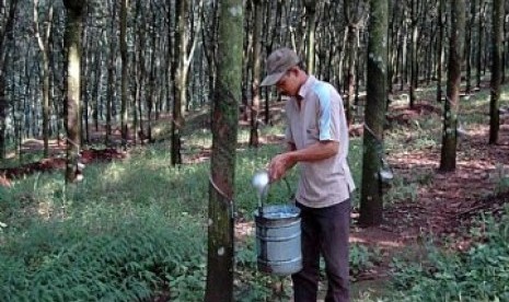 Petani sedang menyadap karet