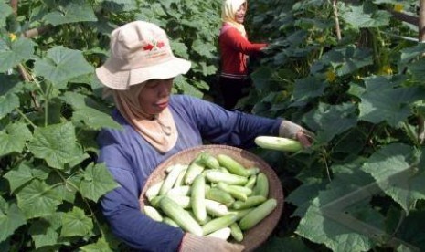 Petani sedang panen timun