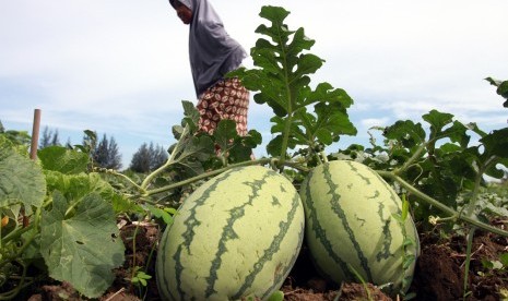 Petani semangka.