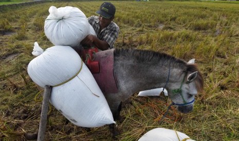 Petani siap membawa padi hasil panennya dengan kuda di Persawahan Samata Gowa, Sulawesi Selatan, Kamis (6/7). 