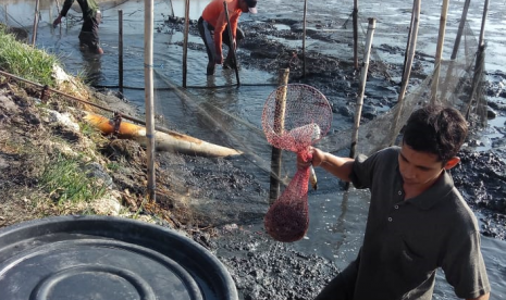 Petani tambak binaan Rumah Zakat panen udang.