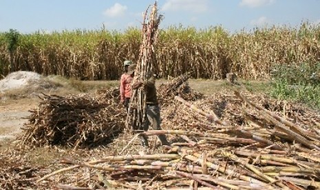 Petani tebu di Kandat, Kabupaten, Kediri mengaku merugi karena rendahnya harga tebu.